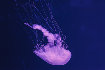 underwater photos of jellyfish chrysaora quinquecirrha jellyfish the atlantic sea nettle