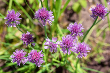 Purple flowers allium schoenoprasum in the garden.