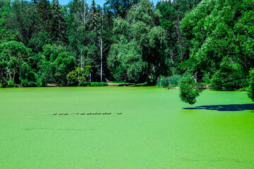 A duck family, a mother duck and many grown ducklings swim in single file on the lake, completely covered with duckweed, ecology, food for birds, protection from mosquitoes