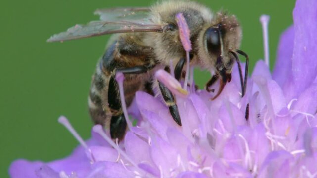 bee on a scabious flower in summer