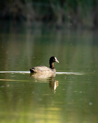 Duck swimming on a beautiful day in the lake.
