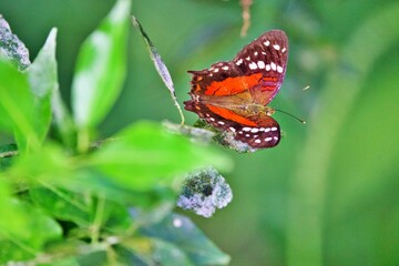 Nahaufnahme Schmetterling