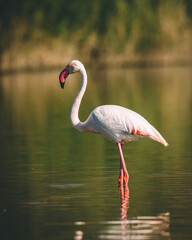 Photograph of wildlife featuring a solitary flamingo with a drop falling from its beak.