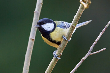 Fototapeta premium Great tit bird sitting on a branch in the morning ( Parus major )
