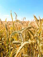 Yellow agricultural field with ripe wheat and blue sky. Harvest, future bread