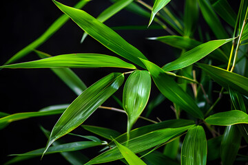 Naklejka premium green bamboo leaves on black background