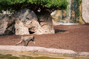 A baboon walking near a water feature in a naturalistic habitat. The scene highlights the animal movement and the environment, showcasing wildlife in a conservation area.