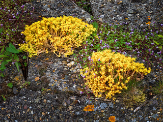 Yellow Sedum Growing on Rocks in Hansweert, Netherlands