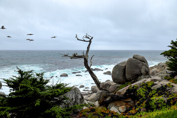 The ghost trees at Pescadero Point