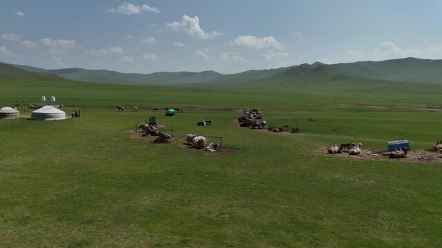 Vieh der Nomaden in der mongolischen Steppe