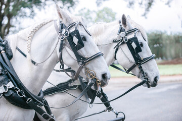 Two majestic white horses with black saddles waiting to pull horse and carriage close