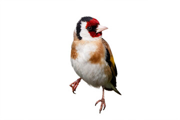 European goldfinch isolated on white background