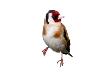 European goldfinch isolated on white background