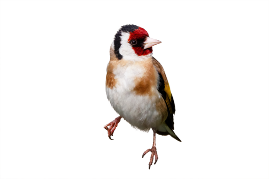 European goldfinch isolated on white background