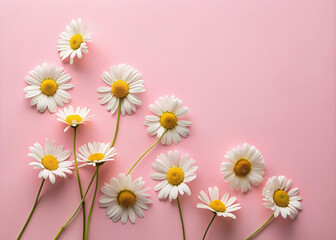 Obraz premium Minimal styled concept. White daisy chamomile flowers on pale pink background. Creative lifestyle, summer, Copy space, flat lay, daisy flowers, top view