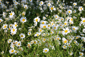 Ox eye daisy blooming in a garden