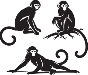 black and white background of a monkey