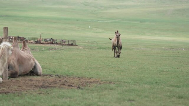 Kamel l&auml;uft in der Steppe Mongolei