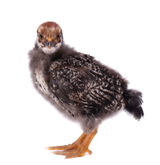 Newborn chicken isolated on white background. Little dark gray chick. Farm animals.