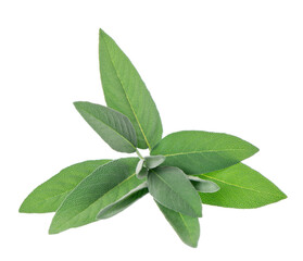 Fresh sage herb isolated on white background. Salvia Officinalis leaves. Medicinal and culinary herb. Clipping path.