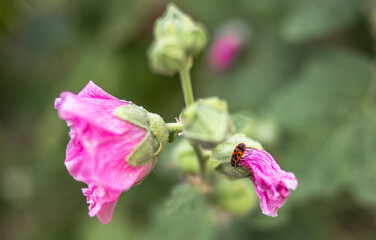 Pyrrhocoris apterus bug on mallow blooming flower in garden