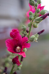 Naklejka premium blooming mallow flower in garden