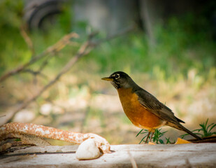 hummingbird, butterfly, finch, canary, branch
