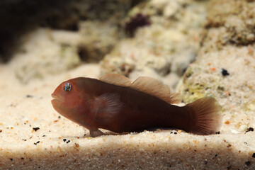 Black and brown coral goby (Gobiodon sp.) © Pavaphon
