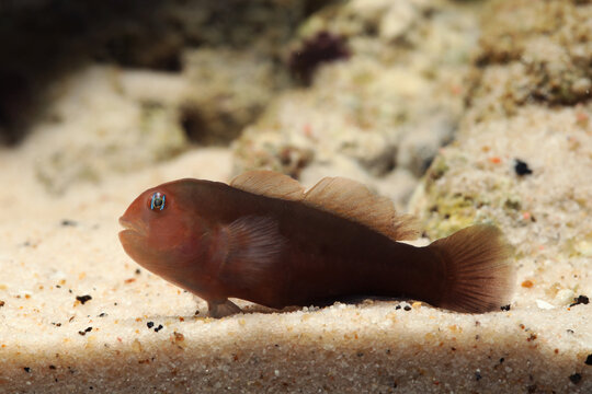 Black and brown coral goby (Gobiodon sp.)