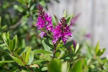 Close up of pink hebe flowers in bloom
