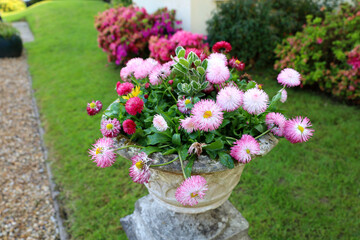 Lovely pink flowers blooming in a garden