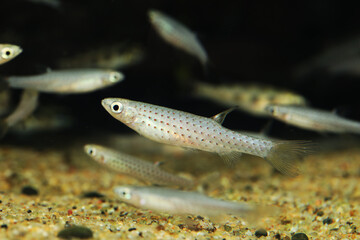 Red Spotted Splash Tetra (Copella meinkeni)