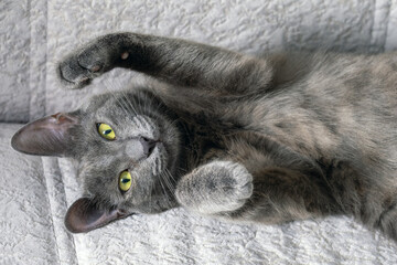 A young dark gray cat with yellow-green eyes lies on the sofa. Selective focus.