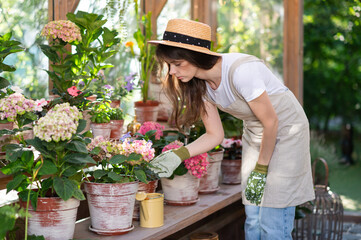 Focused young woman Gardener Tending to Flowers in Greenhouse in sunny day. small business owner