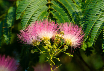 close up with Albizia julibrissin tree flowers