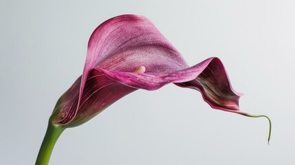 Purple Calla Lily on white backdrop