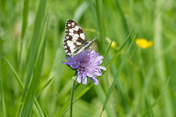 Marbled White (Melanargia galathea) butterfly sitting on a small scabious in Zurich, Switzerland