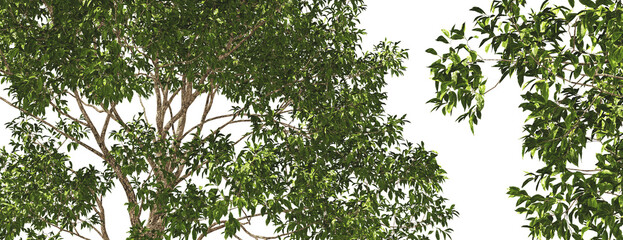 tree top close up willow magnificent trees hq cut out plants