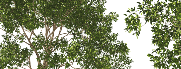 tree top close up willow magnificent trees hq cut out plants