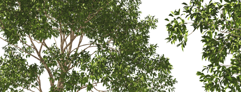 tree top close up willow magnificent trees hq cut out plants