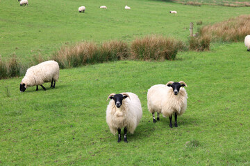 Fototapeta premium Landscape with sheep field in countryside of England, UK
