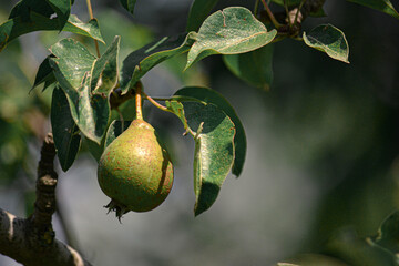Obraz premium A pear on a branch.