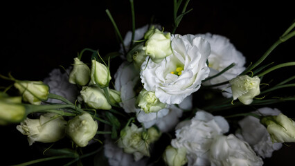White Eustoma close-up, in natural environment