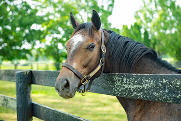 Horse looking over a fence