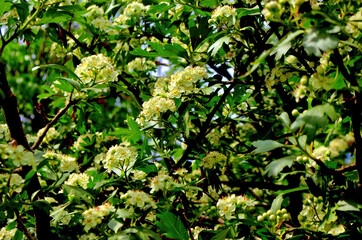 Gorgeous Tree Adorned with Pale Yellow Blossoms.