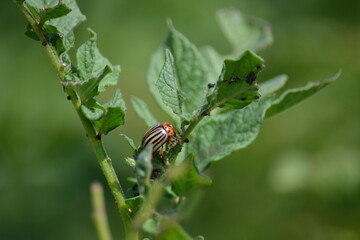 A colorado beetle on a plant.