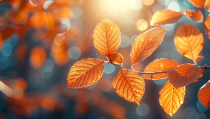 Autumn Leaves Illuminated by Sunshine