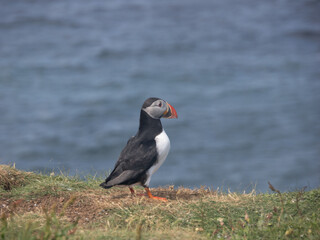 Puffins o frailecillos en la Isla de Lunga, en Escocia, Reino Unido, Europa