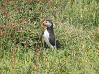 Puffins o frailecillos en la Isla de Lunga, en Escocia, Reino Unido, Europa