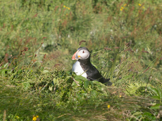 Puffins o frailecillos en la Isla de Lunga, en Escocia, Reino Unido, Europa